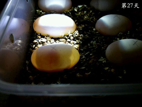 草龟繁殖经验分享孵蛋40天破壳,草龟孵化及幼龟养殖