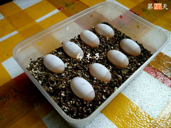 草龟繁殖经验分享孵蛋40天破壳,草龟孵化及幼龟养殖