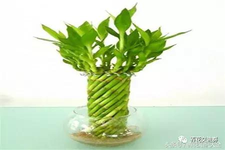 家中养什么花聚财旺家保平安,聚财旺家保平安