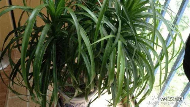 家中养什么花聚财旺家保平安,聚财旺家保平安