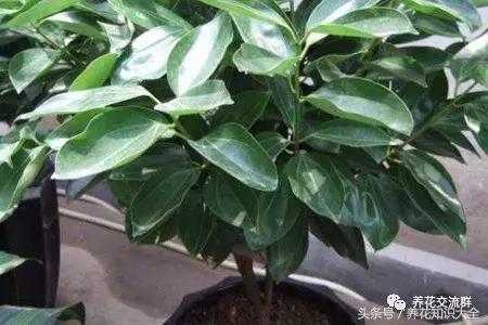 家中养什么花聚财旺家保平安,聚财旺家保平安