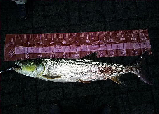 此鱼游泳迅速，行动敏捷，被广大钓友称为“水老虎”