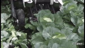 日本农民怎么种地,老农种地真容易