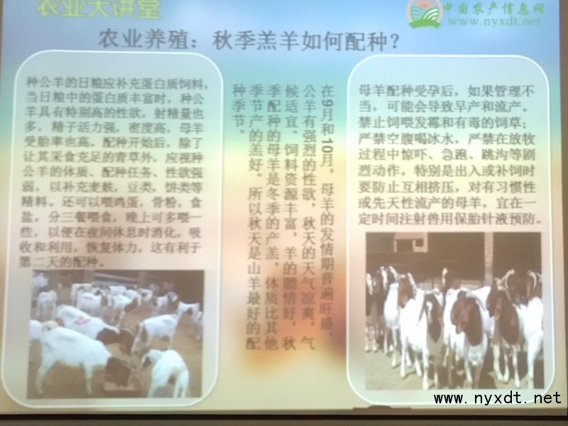 种羔羊养殖方法和视频,养殖羊如何拌草料