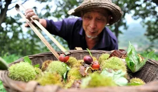 风物特产推介,湖北罗田大红袍板栗