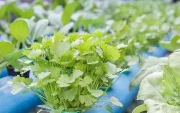 今年种的香菜价格怎么样,香菜和葱种一盆一直都不长