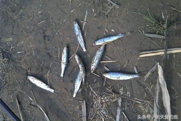 野钓小鱼闹窝最佳配方,野钓小鱼闹窝的三个妙招