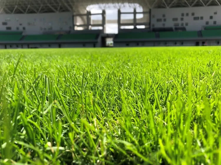 足球场是天然草还是人工草好,足球场天然草用什么草种