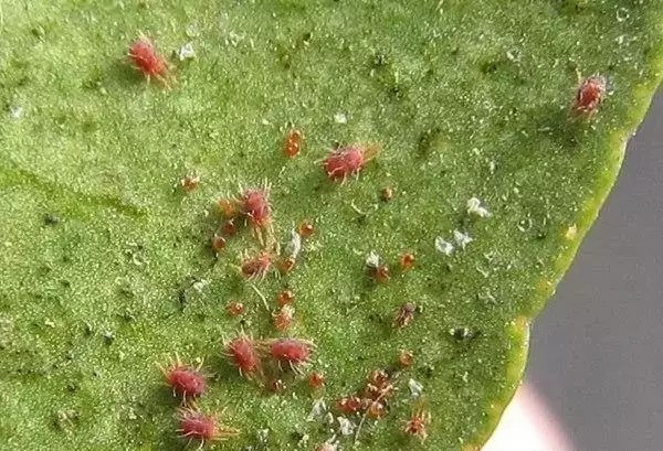 葡萄虫害防治最好方法,葡萄蓟马虫害的防治方法