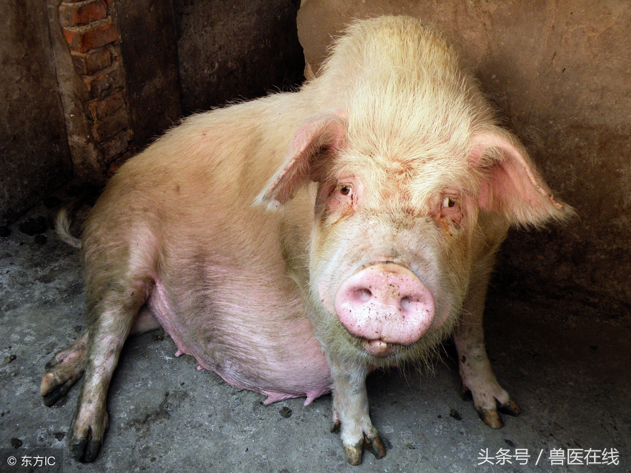 养猪猪发烧了怎么办,猪高烧不退卧地不起