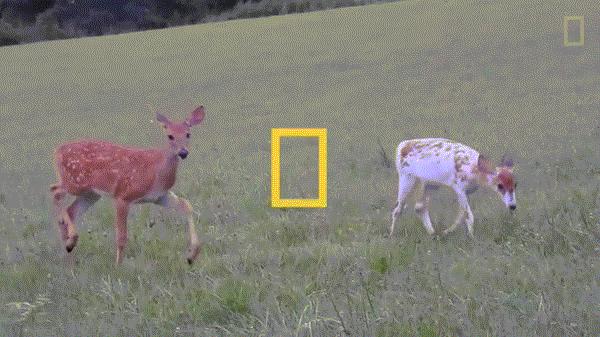 白也是罪？科学家为什么要给“白化”的动物做绝育手术？！