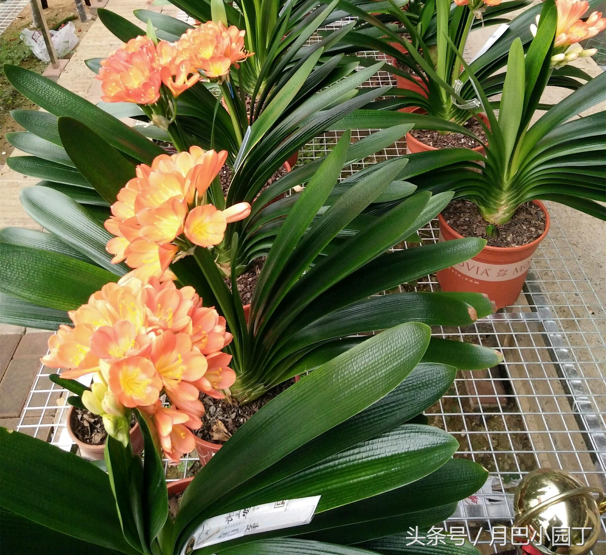 君子兰换盆用什么办法成活快点,这个季节要怎么给君子兰换盆