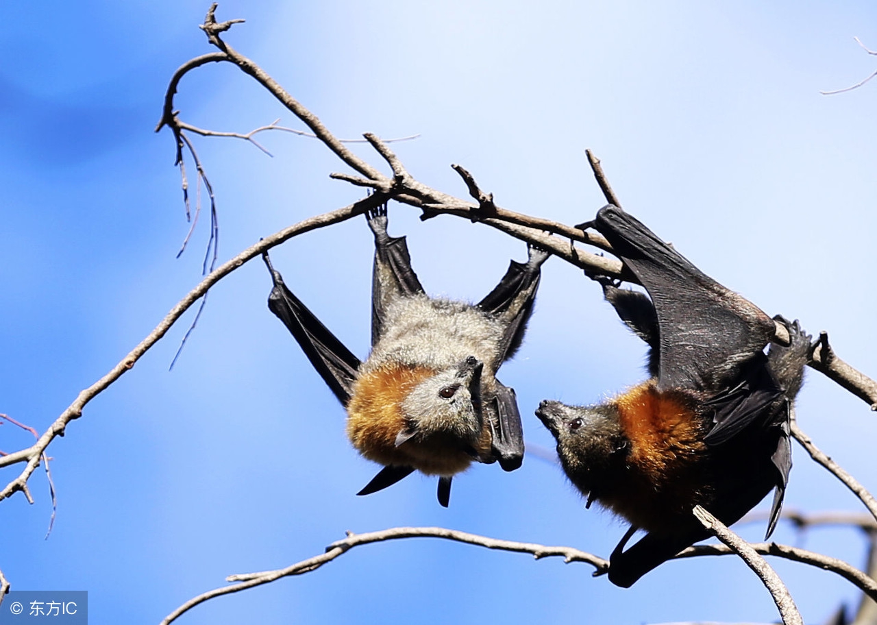 被动物咬伤打疫苗可以报销吗,被动物抓伤后多久需要打疫苗