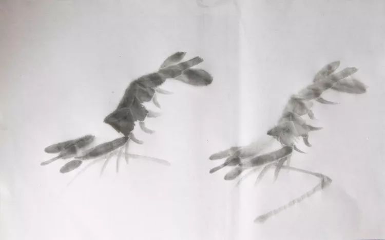 简单方法画虾,怎样画虾教学视频