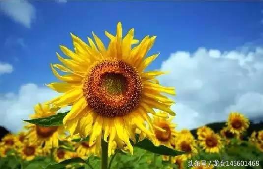 世界各国的国花视频,各国国花及花语列表