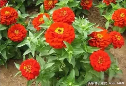 世界各国的国花视频,各国国花及花语列表