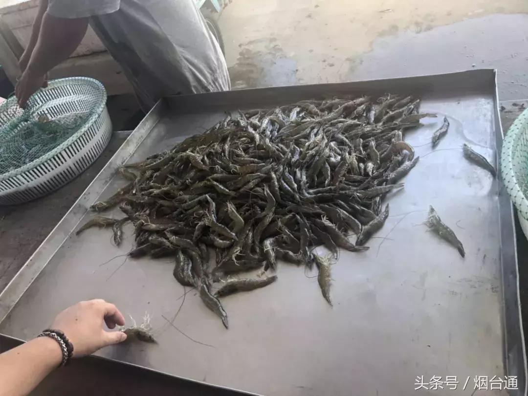 烟台开海现场直播视频,开海现场视频直播