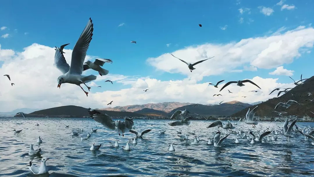 上海飞九月的机票是多少钱,9月29号上海到日本飞机票价格