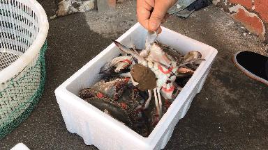 海鲜市场螃蟹多少钱一斤,今日螃蟹批发价目表