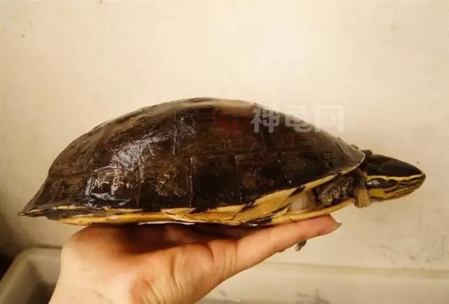 安布闭壳龟腐皮和褪皮的区别,安布闭壳龟和黄缘闭壳龟区别