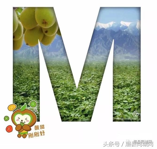 眉县猕猴桃真实故事,眉县猕猴桃最近几天能有吗