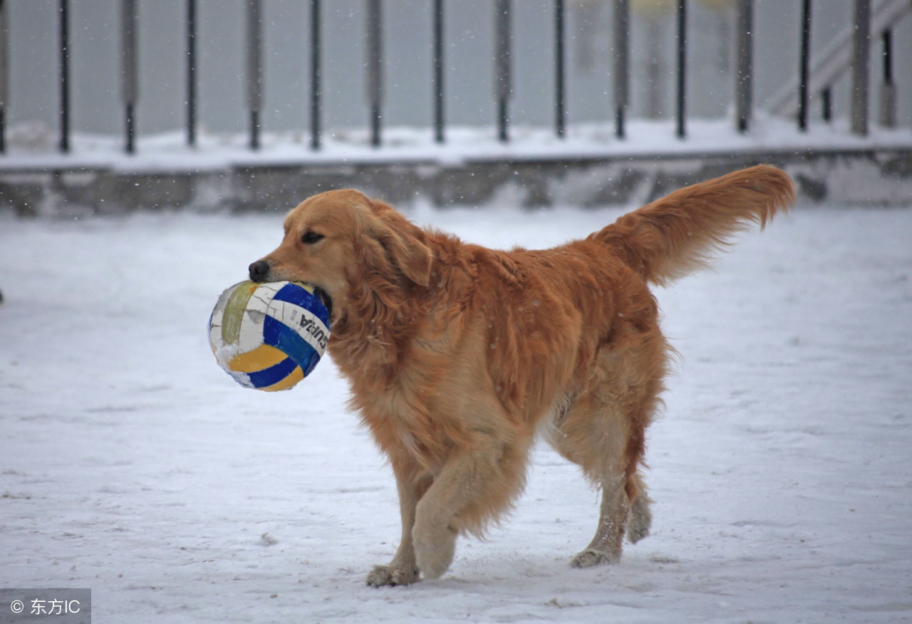 金毛幼犬多少钱一只最合适,金毛幼犬多少钱一只左右