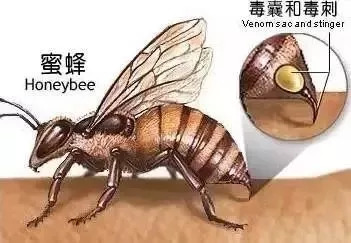 被马蜂蜇货车司机陷入昏迷！幸好，遇到了他们……遇到马蜂要这样处理