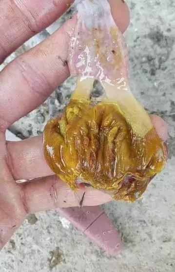 鸡吐水怎么治疗最有效,鸡吐水的最佳防治方案