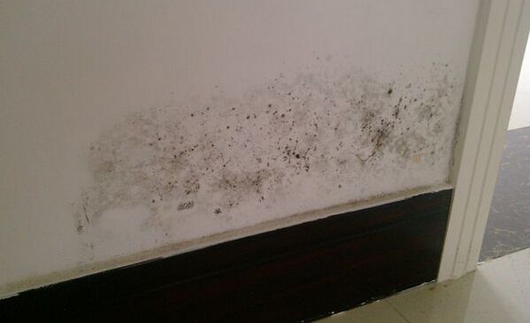 房间墙壁渗水发霉潮湿怎么处理,房间潮湿衣柜衣服发霉怎么办