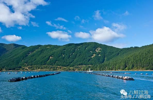 新西兰海边青口贝,新西兰赶海吃青口贝