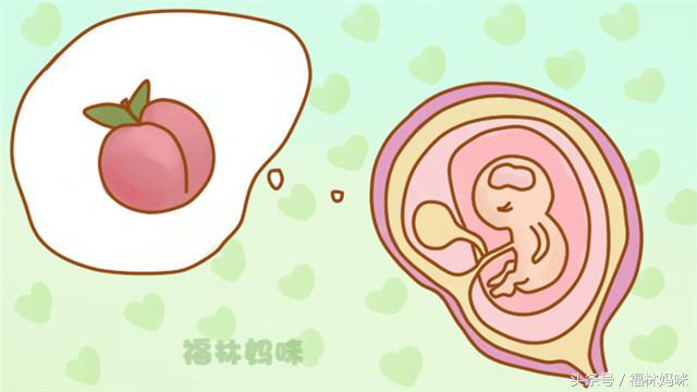 孕期各阶段胎儿发育水果图,胎儿大小与水果对照图1-10月