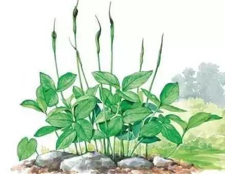 玉米地草长得比玉米还高,玉米地里比玉米贵100倍的草