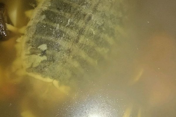 甲鱼最常见的几种做法,冬季甲鱼跟什么做才好