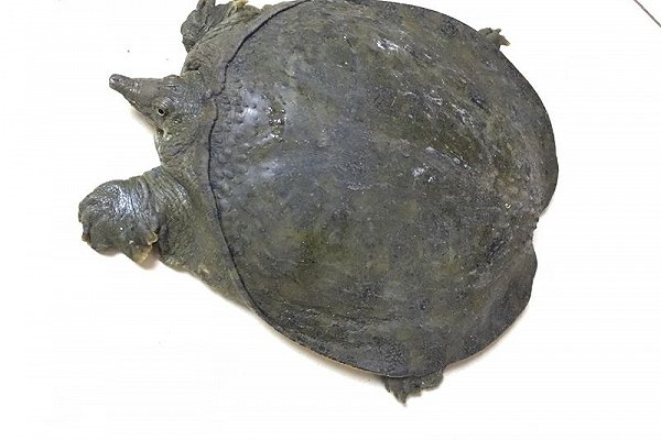 冬天甲鱼怎么样放才不死,这个季节甲鱼适合怎么吃