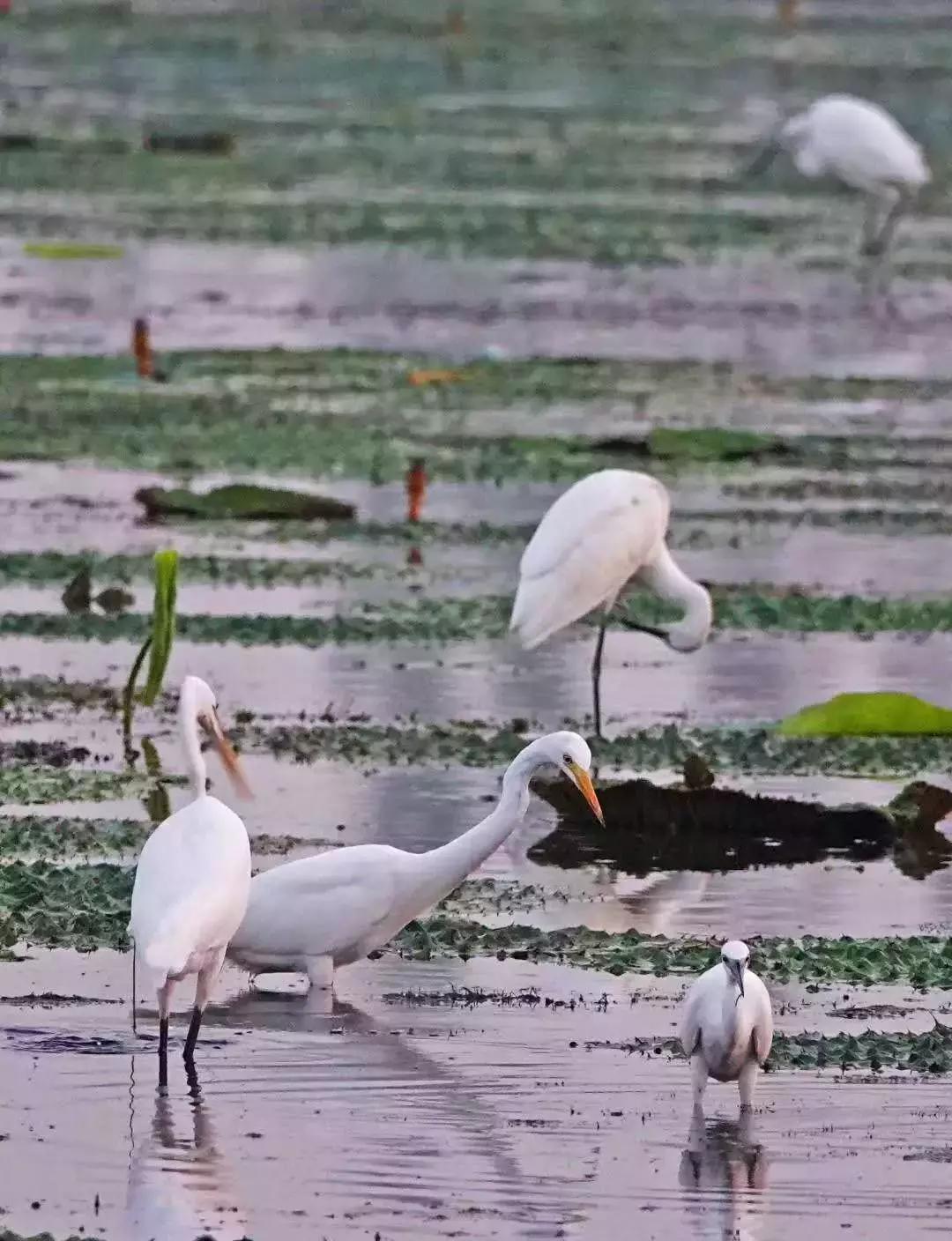 家乡的记忆之捉鸟篇
