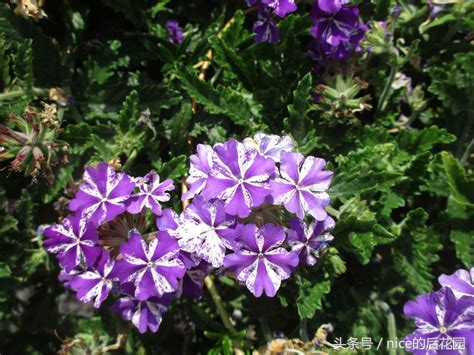 美女樱认不得？只怪它衣服太多