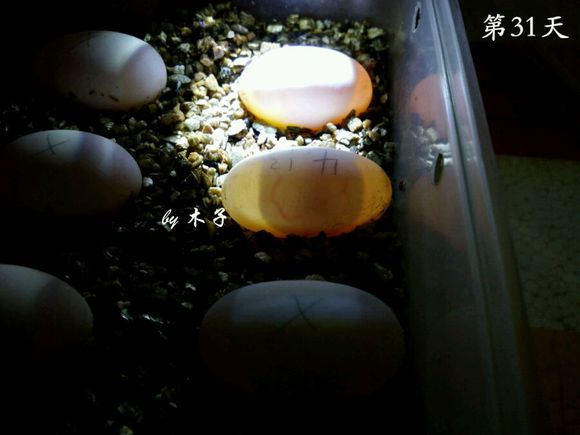 草龟繁殖经验分享孵蛋40天破壳,草龟养殖日记从幼苗开始