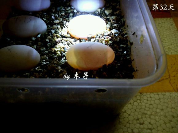 草龟繁殖经验分享孵蛋40天破壳,草龟养殖日记从幼苗开始