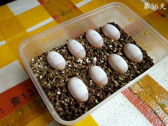 草龟繁殖经验分享孵蛋40天破壳,草龟养殖日记从幼苗开始