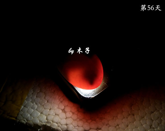 草龟繁殖经验分享孵蛋40天破壳,草龟养殖日记从幼苗开始