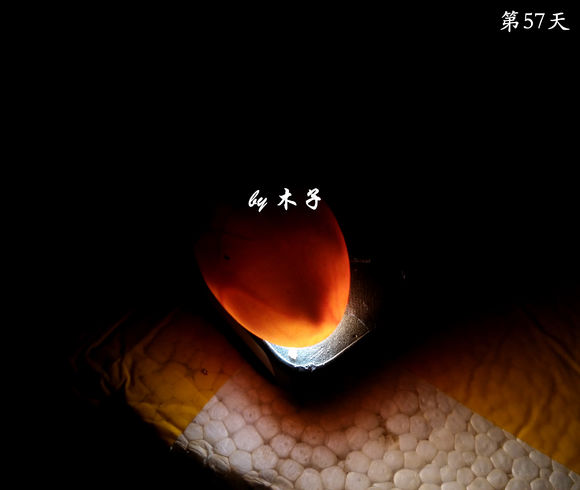 草龟繁殖经验分享孵蛋40天破壳,草龟养殖日记从幼苗开始