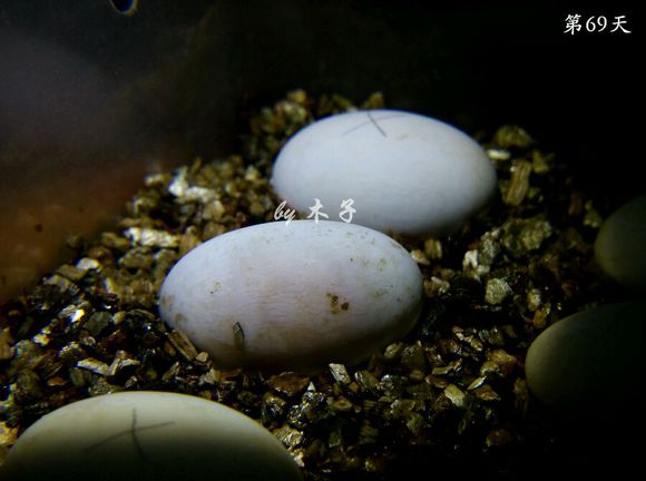 草龟繁殖经验分享孵蛋40天破壳,草龟养殖日记从幼苗开始