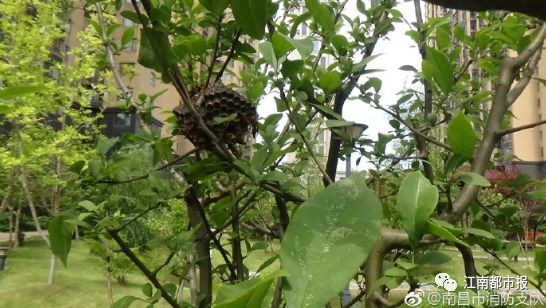 江西人注意!近期看到这种东西赶紧躲开!别靠近!严重或致死