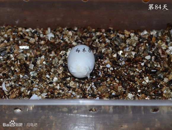 自己养的草龟怎么孵化草龟蛋,自家养的草龟如何产蛋