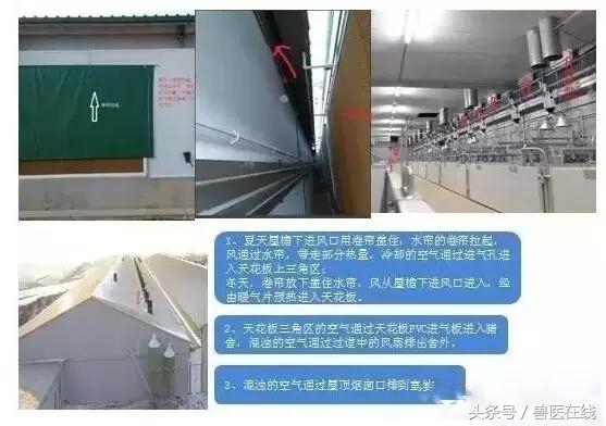 自繁自养猪舍最佳布置图,猪场管理七个方法