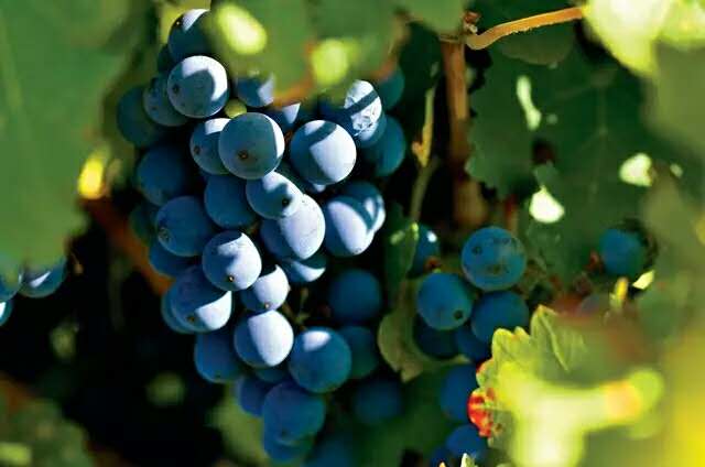 西域赤霞珠干红葡萄酒价格,长城三星赤霞珠图片