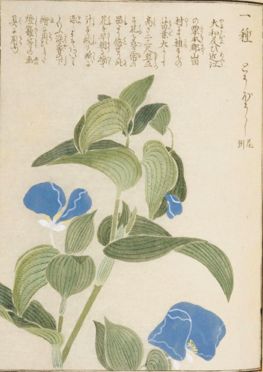 鸭跖草图片有多少种颜色,鸭跖草植物大图