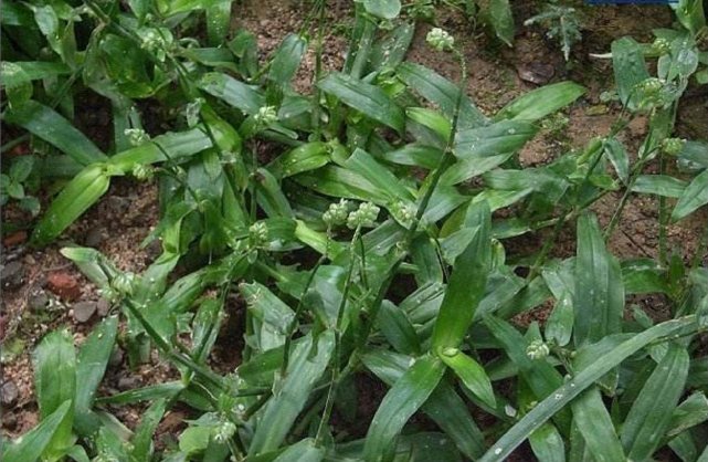 农村常见的一种野草农民不认识的,农村常见野草100块一斤