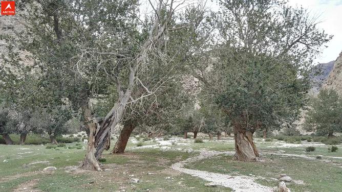 一次偶然，铸就永恒，十年驴龄的他“长存”于此-乌孙驴行记