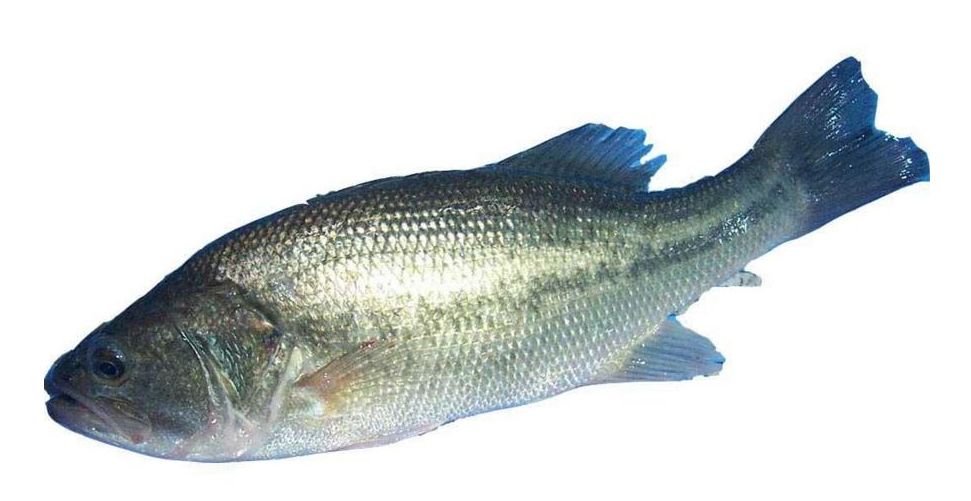 奶粉没有印生产日期,奶粉没有生产许可证是真的吗